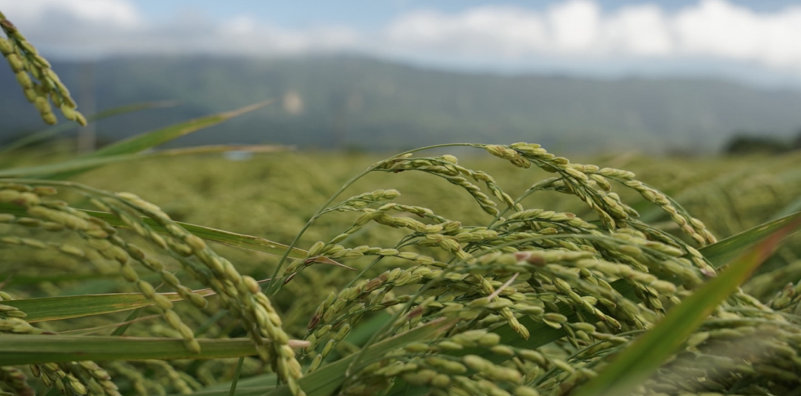 intro_beagiver__pic-article-04